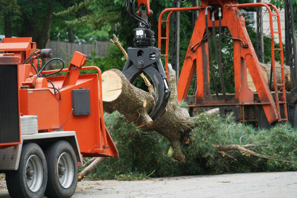 Reliable Ontonagon, MI Tree Services Solutions