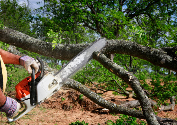 How Our Tree Care Process Works  in  Ontonagon, MI